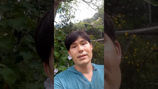 Abutilon vitifolium - Veronica Tennant Abutilon care - Flowering Maple смотреть онлайн