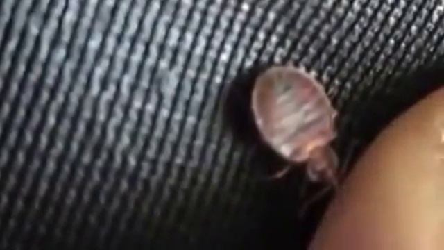 Как выглядят клопы смотреть онлайн