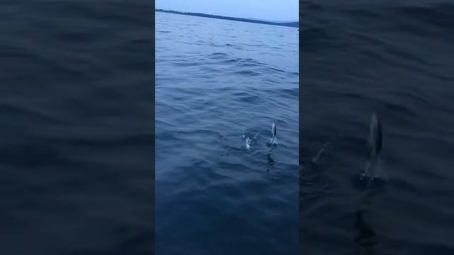 Ловля байкальского омуля село Гремячинск смотреть онлайн