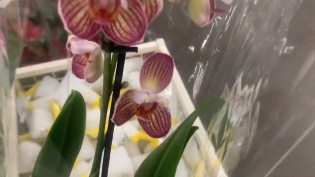 Леруа Мерлен Москва Варшавка 09.11.23 смотреть онлайн