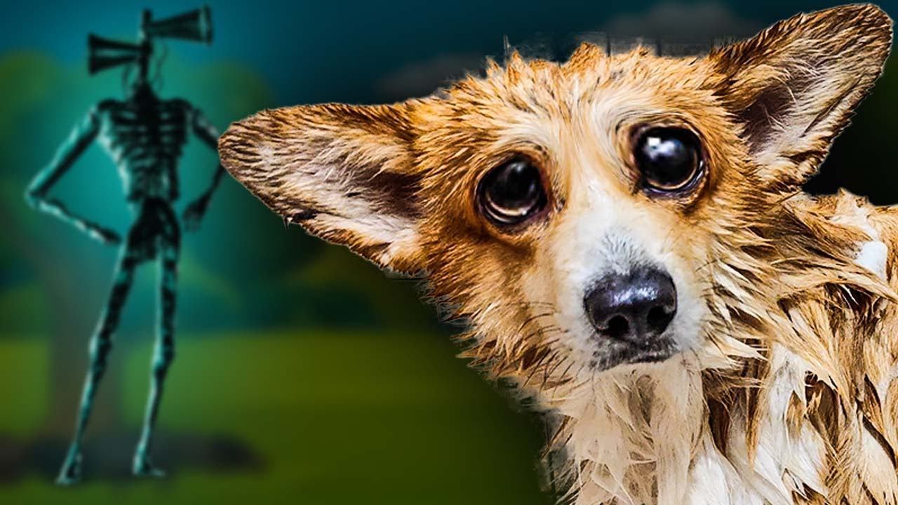 МЕНЯ УБИВАЛИ НО Я ВЫЖИЛ!! Лучшие серии ИЮНЯ 2022 Корги Коржик Говорящая собака 15716 13912 смотреть онлайн