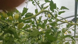 Томаты "Черри Вера" Агрофирма Партнёр.