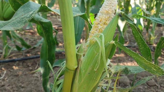 Поехал Проверять Ловушку на Фазана а Там смотреть онлайн