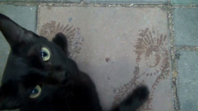 Паттайя. Кошачий взгляд. Cat's view смотреть онлайн