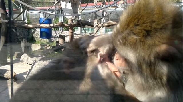 Обезьяна-офтальмолог смотреть онлайн