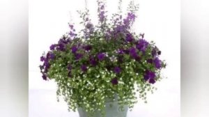 Шикарные цветочные композиции для кашпо и балконных ящиков// Как красиво комбинировать цветы