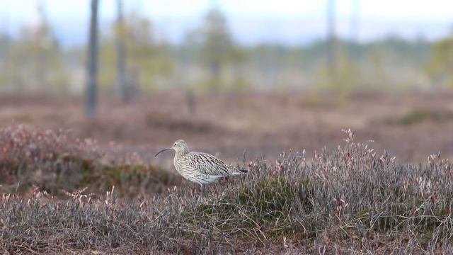 Большой кроншнеп, подражание? смотреть онлайн