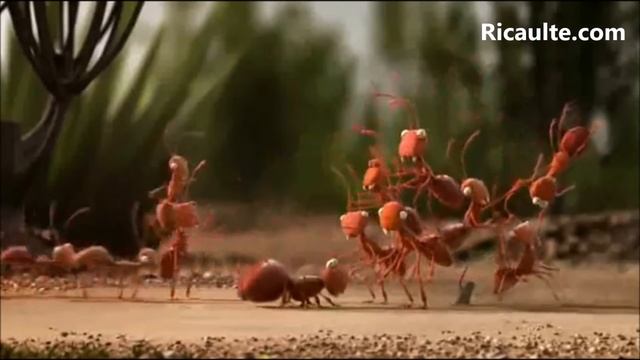 Trabajo En Equipo Pinguinos, Hormigas, Cangrejos