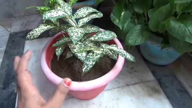 How to grow & care Polka dot plant (Hypoestes Phyllostachya) / Best air purifier house plant смотреть онлайн