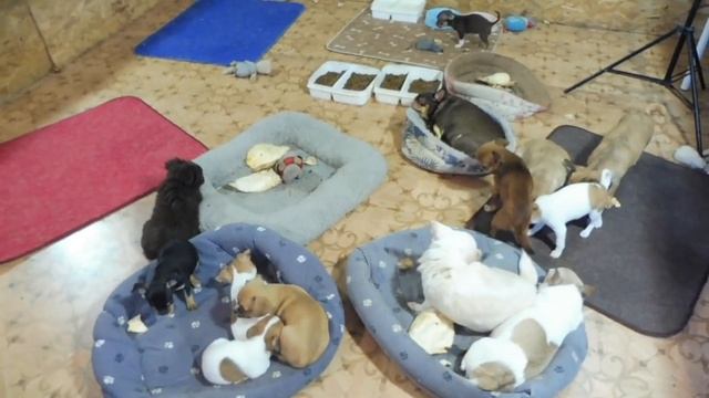 ЦЕНА Щенка ЧИХУАХУА в 2022 году ? / Не НИКнейм , а адрес ЭЛЕКТРОННОЙ почты / БлагоДарю за ПОНИМАНИЕ смотреть онлайн