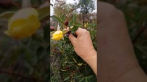 РОЗА АЙКОНИК (Eyeconik) 12 октября 2021 года.