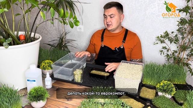 Как посадить и вырастить горох на микрозелень. #микрозелень смотреть онлайн