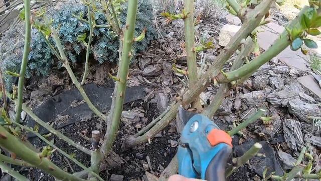 Весенняя обрезка взрослых кустов роз (Pomponella и Cinco de Mayo) смотреть онлайн