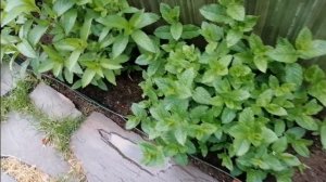 Сорта мяты, которую я выращиваю. Удивительно ароматные и полезные.