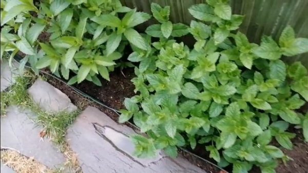 Сорта мяты, которую я выращиваю. Удивительно ароматные и полезные.