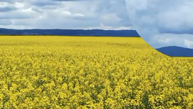 Поля России.mpg смотреть онлайн