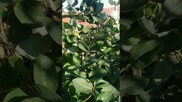 жимолость тельмана вечнозелёные леана.