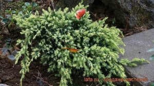 Можжевельник чешуйчатый Холгер (holger) ? обзор: как сажать, саженцы можжевельника Холгер