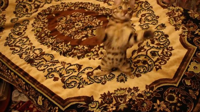 Бенгальский котенок Bengal Cat смотреть онлайн