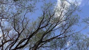 Природа весеннего Дона