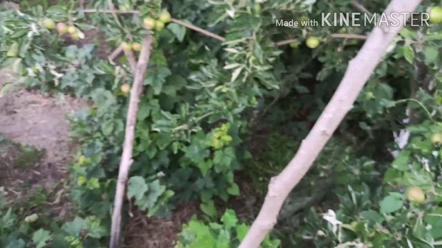 Красная смородина,как заработок ... смотреть онлайн