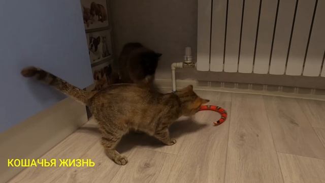 Интерактивная игрушка-змея. Реакция наших кошек на неё) смотреть онлайн