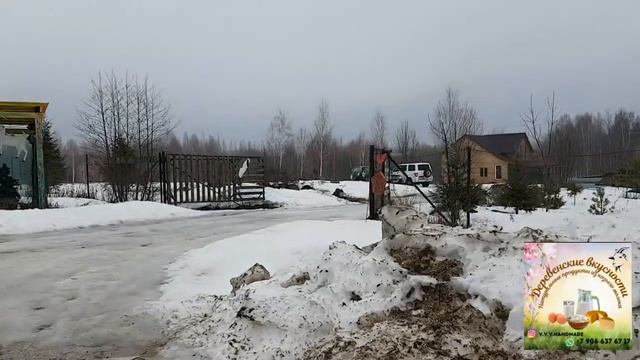 В гостях у Лены на усадьбе БЕЛАЯ КОЗА! Обезрожили козочку. смотреть онлайн