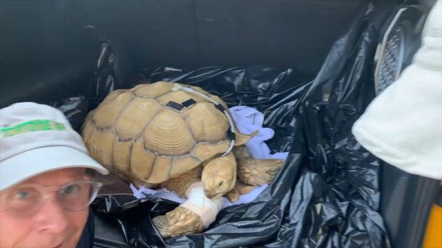 Giant 110 Pound African Sulcata Tortoise Max comes Home to Dad & TortoiseLand! READ DESCRIPTION! смотреть онлайн