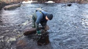 Минога. Как её ловят.