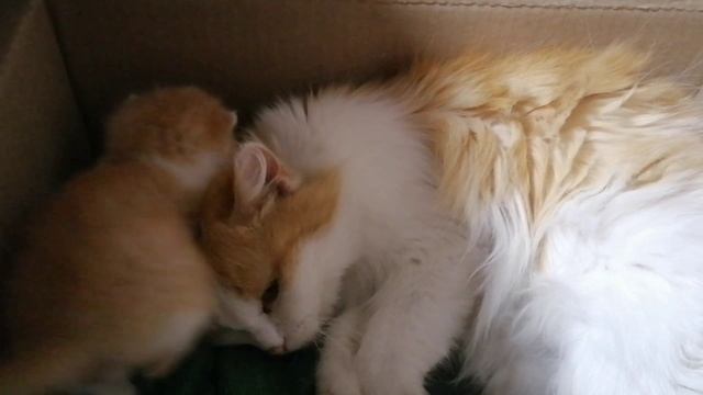 Нюшка с сыночком