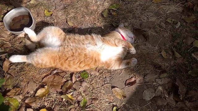 Уже не стройный, но зато ровный. Не круглый же! смотреть онлайн