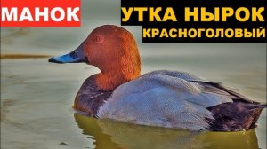 ?ЗВУК (ГОЛОС) УТКА НЫРОК КРАСНОГОЛОВЫЙ
