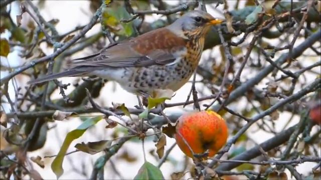Рябинник в моем саду смотреть онлайн