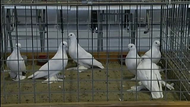 В «Сибири» открывается выставка «Зоомир»