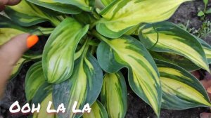 Хоста Ooh la la