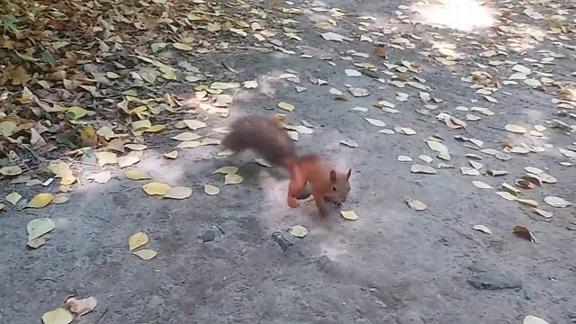 Голодные белки атакуют! Накормим белок досыта! смотреть онлайн
