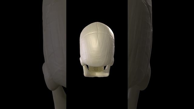 #Anatomy #Head #D3mtt #3d #3dModel #3dModelling #3dArtist  #3д #3дМодель #3дМоделирование #Shorts