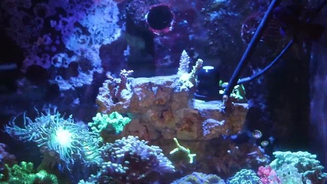 Aqua Knight V2 Par Reading смотреть онлайн