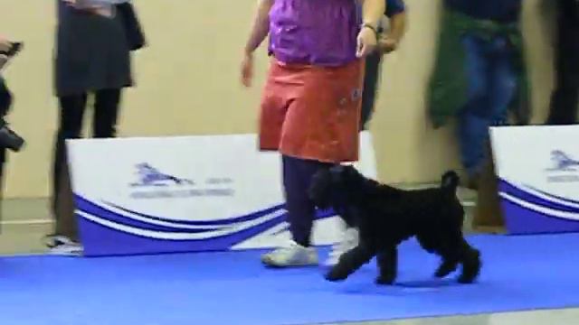 Eurodogshow 2010 Slovenia, Celje (kerry blue terrier, baby class, bitch) смотреть онлайн