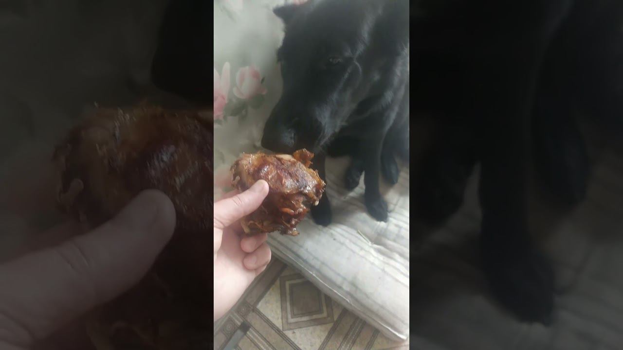 иВЕО черная Восточно Европейская Овчарка 34 смотреть онлайн