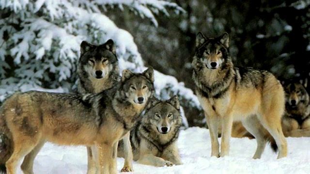 Притча о стае волков. смотреть онлайн