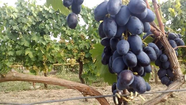 Виноград Лорано смотреть онлайн