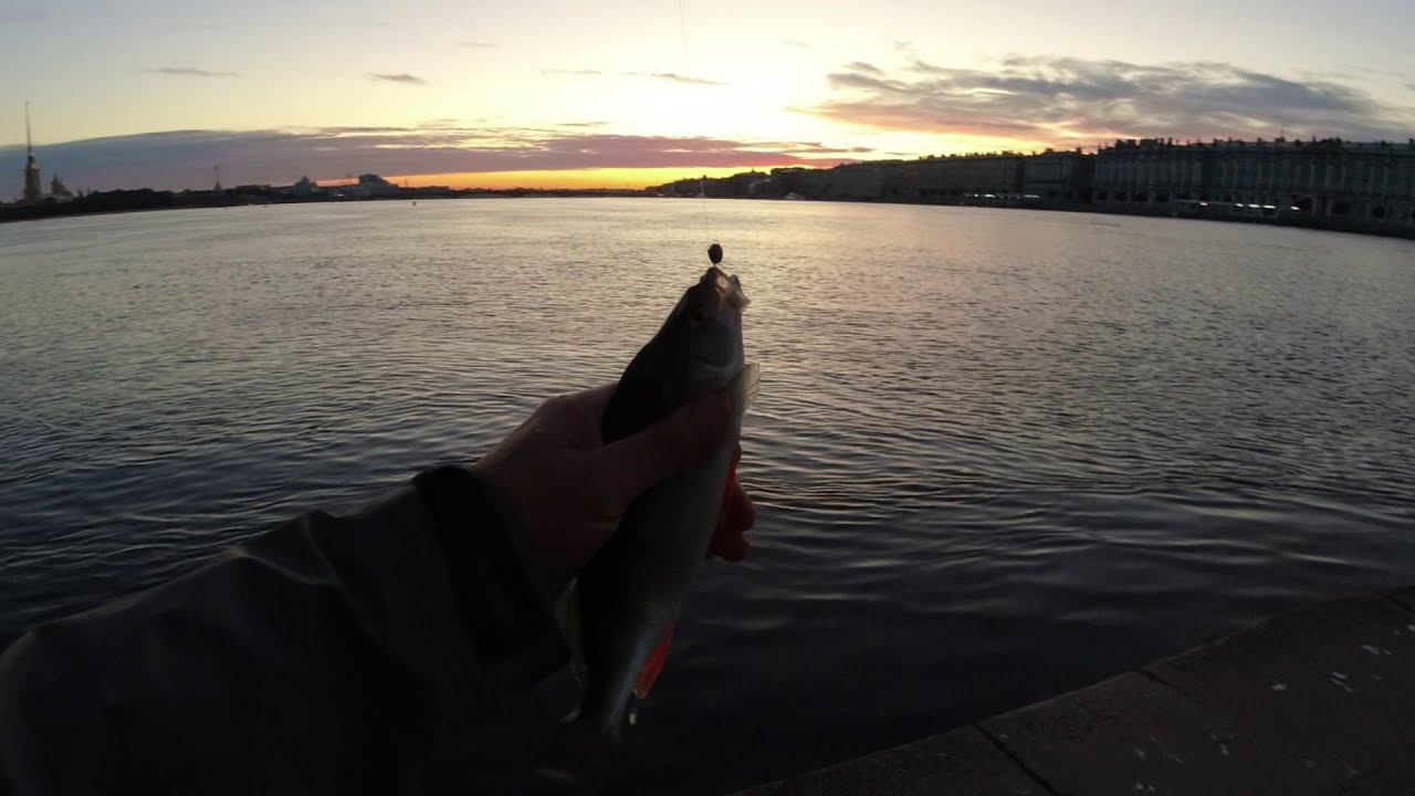 #446 #Streetfishing | Пошла жара или прошла жара | Окунь, окунь, окунь | смотреть онлайн