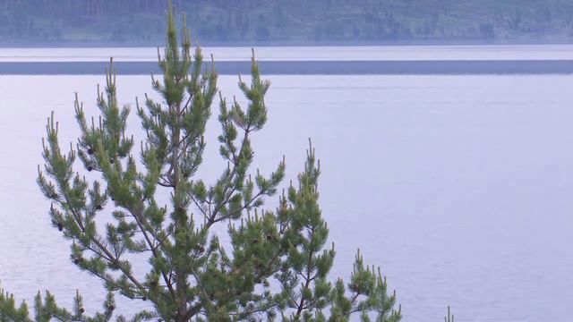 Эксперимент по восстановлению популяции ольхонской п смотреть онлайн