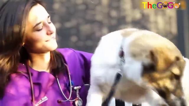 The Puppy Was Covered in Glue, Garbage, Pain in Despair And Miraculous Transformations смотреть онлайн