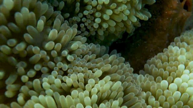 Sun Anemone Environment, Caribbean Reef Vieques, Puerto Rico, 4k video with sound смотреть онлайн