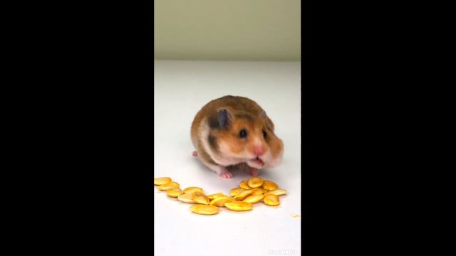The hamster funny hides pumpkin seeds behind his cheeks #shorts смотреть онлайн
