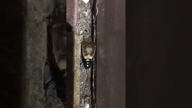 Как выглядит сверчок смотреть онлайн