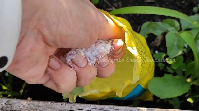 ИЮЛЬСКАЯ ПОДКОРМКА КАРТОФЕЛЯ, НЕ ПРОПУСТИТЕ, ДАЙТЕ ЭТО КАРТОФЕЛЮ И УРОЖАЙ БУДЕТ ВЕДРО С КУСТА! смотреть онлайн