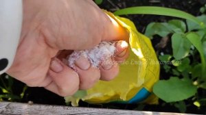 ИЮЛЬСКАЯ ПОДКОРМКА КАРТОФЕЛЯ, НЕ ПРОПУСТИТЕ, ДАЙТЕ ЭТО КАРТОФЕЛЮ И УРОЖАЙ БУДЕТ ВЕДРО С КУСТА!